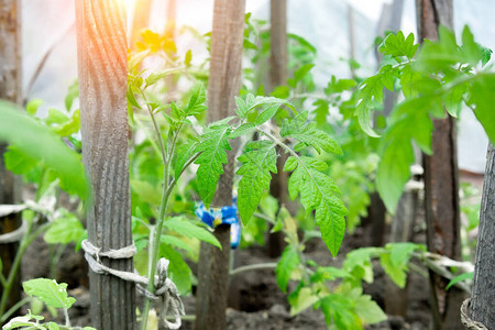 温室里的西红柿园艺蔬菜农业种植图片