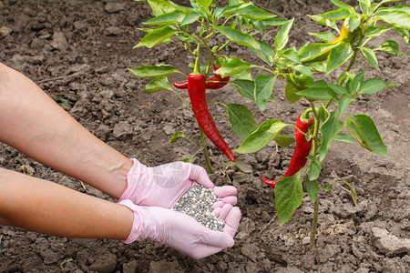 农民用橡胶手套持化肥将肥料送到花园的图片