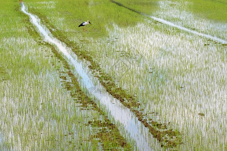 稻田背景中的水稻图片
