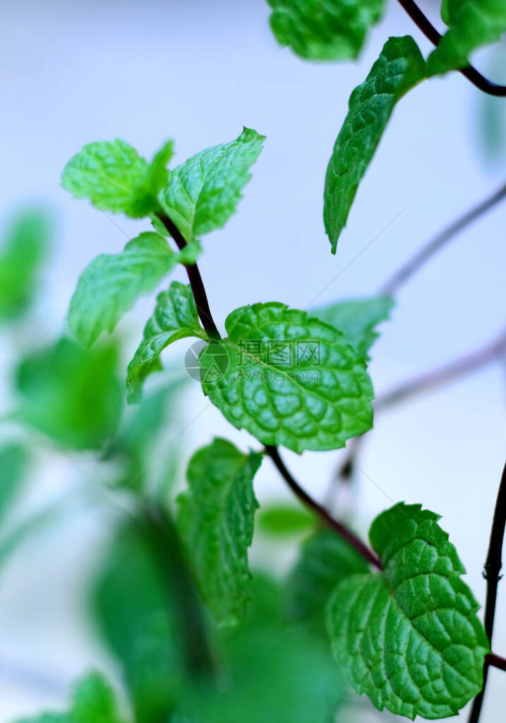 树上的新鲜薄荷叶图片