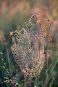 湿蜘蛛网与露珠的树枝特写蜘蛛屋太阳升起前的自然纹理带有图片