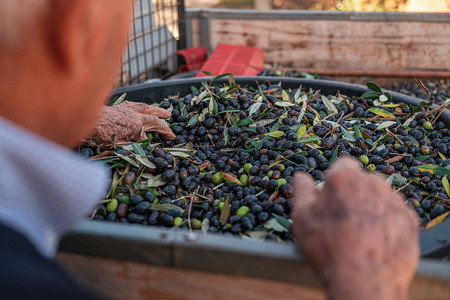 在普利亚地区为季节生产特级初榨橄榄图片