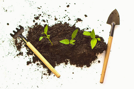 园艺微型园艺工具和南瓜幼苗从白色背景的土壤中生长零浪费园林工具铲图片