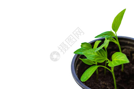 幼苗在土壤中植物特写镜头反对白色背景的植图片