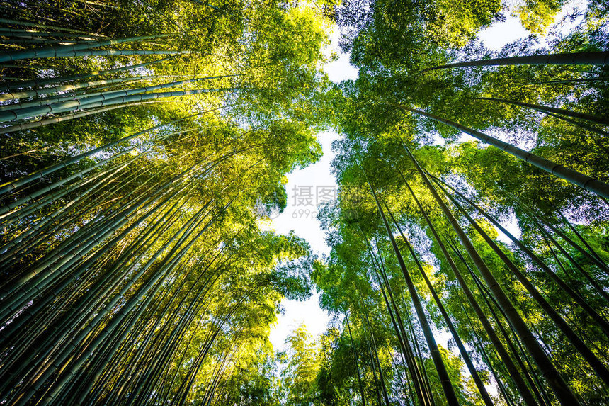 日本京都林中美丽的竹林景色青图片