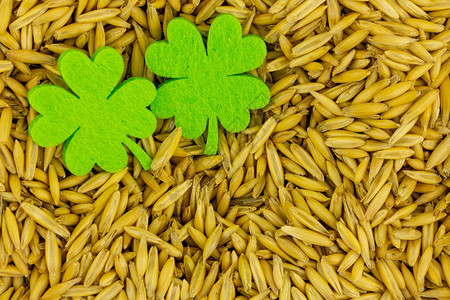 与小米大麦酿制相比圣人节的象征意义和小米大图片