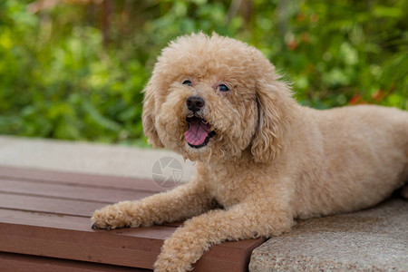 狗贵宾犬坐在长凳上图片