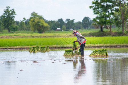 种植水稻的农妇图片