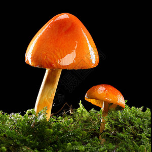 两只橙色和黄色蘑菇在湿的绿苔树林地底背景图片