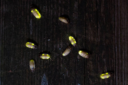 noctillauca是欧洲常见的发光虫也见幼虫图片