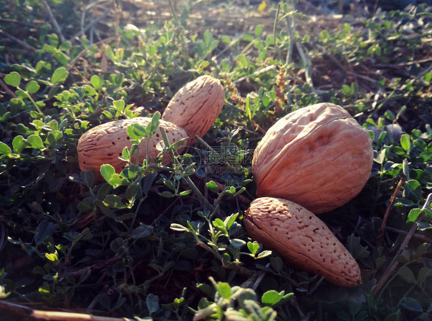 苜蓿背景上的核桃和杏仁干草之间有壳的干果棕色与夕阳的明亮光线形成自然对比甜坚果年轻的绿色图片