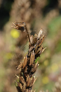 常见的月见草种子荚拉丁名Oenotherab图片
