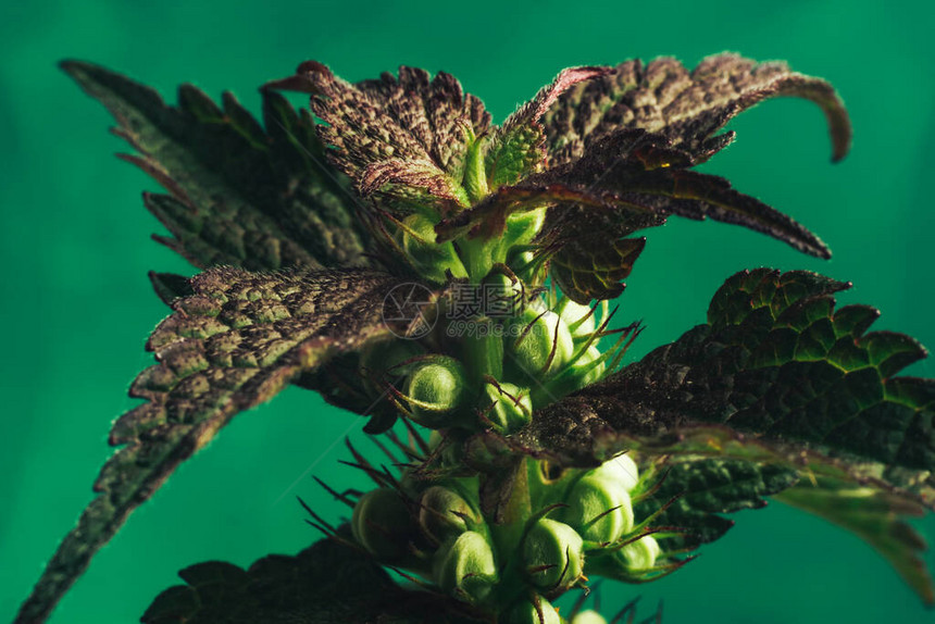 绿色背景纹理上的美丽的植物叶子Lamiumpurpureum图片