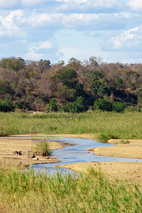 南非克鲁格公园的自然景观图地南非图片
