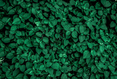 合肥翡翠公园花园里茂密的深绿色叶子翡翠绿叶纹理自然抽象背景热带雨林上面有自然图案的深绿色叶子的视图热带植插画