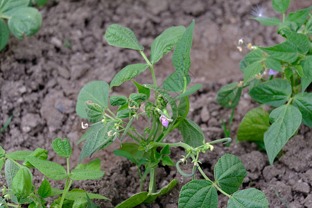 新鲜的绿豆植物在有机图片