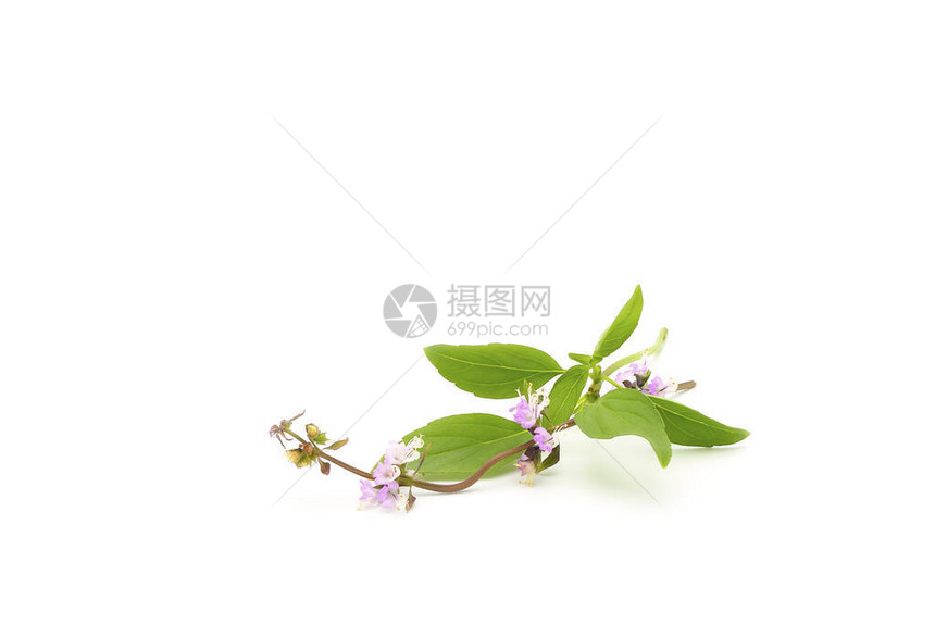 Basil有其独特的叶状和紫花色图片