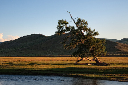 蒙古北部河岸孤树歪斜图片