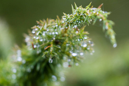 苏格兰高地上新雨滴的小树枝的紧贴处背景图片