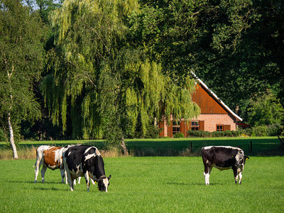 荷兰的奶牛和磨坊背景图片