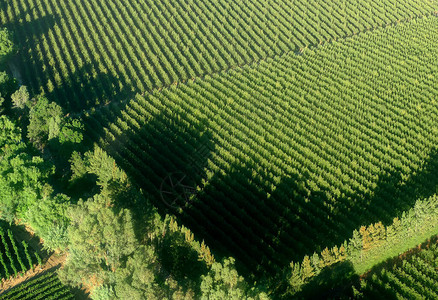名烟名酒春季在著名的Stellenbosch葡萄酒区附近的绿色葡萄园和树背景