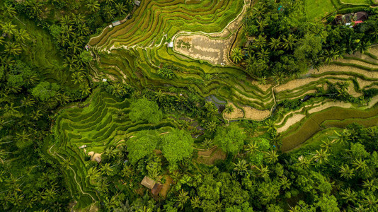 巴厘岛美丽的稻田以亚洲的稻田而闻名图片