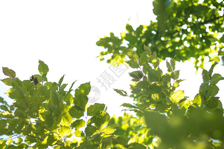 白色背景上的绿色热带树叶图片