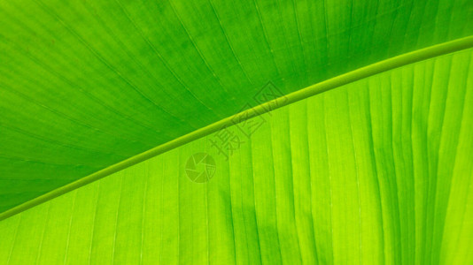 绿色香蕉叶特写的纹理背景与大静脉和细胞结构热带香蕉叶特写的美丽摄影异国情背景图片