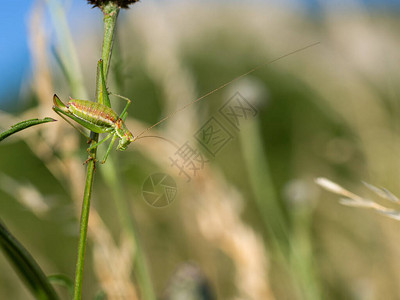 坐在绿色植物叶片上的雌小草虫背景图片