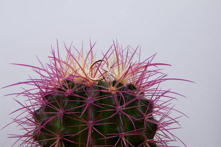 一个带有粉红色针的绿色仙人掌被放置在白色背景上背景图片