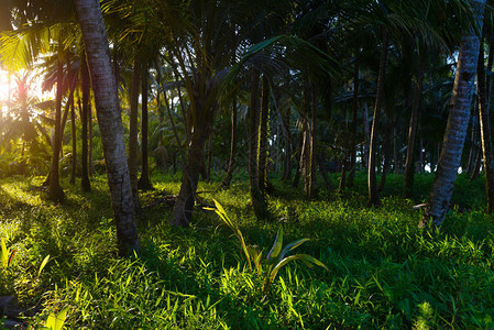 印度尼西亚苏门答腊岛荒上棕榈树林地的日出绿色热带林丛图片