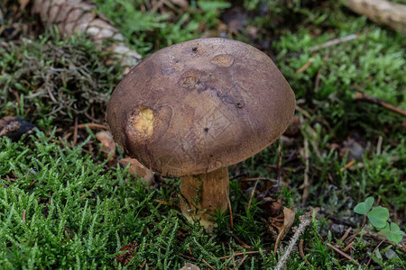 森林地面上的棕色牛肝菌蘑菇图片
