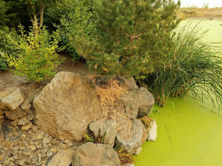 池塘中的绿藻和松树中浇图片