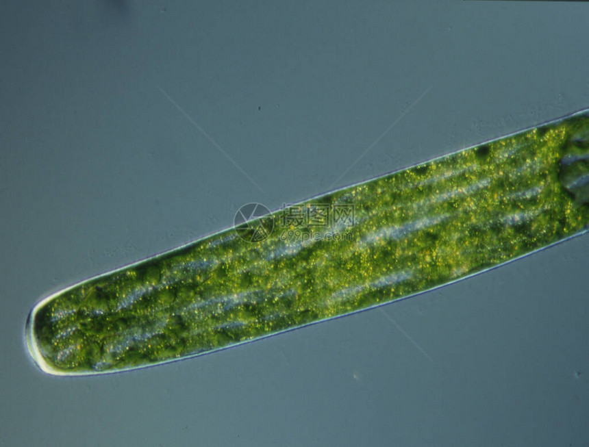显微镜下高倍镜下的绿藻图片