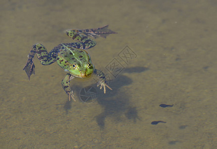青蛙在清澈的水中与蝌蚪图片