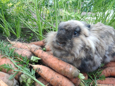 一只兔子和很多胡萝卜地上有绿色顶部的新鲜胡萝卜一只装饰小狮子图片
