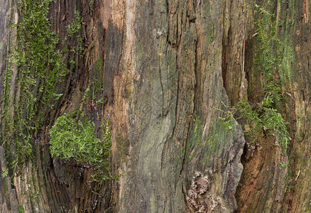 苔藓和霉菌会影响木板自然背景图片