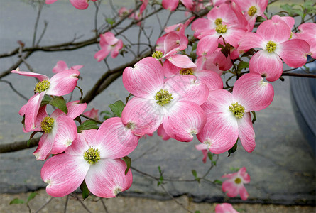 开花的春天粉红色山茱萸花图片