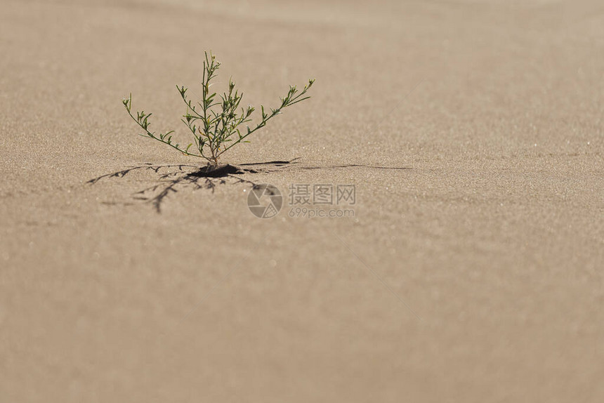 生长在沙子的小绿色沙漠植物在摩洛哥图片