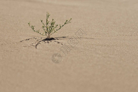 生长在沙子的小绿色沙漠植物在摩洛哥图片