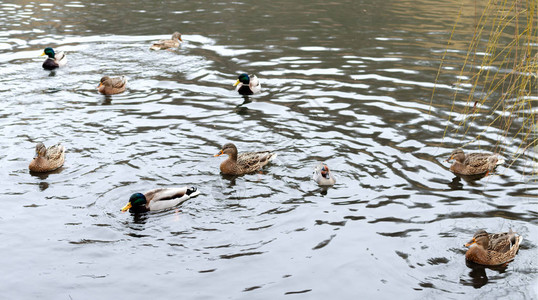 野鸭鸳鸯阴天漂浮在池塘里大自然中图片