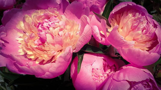 粉色牡丹玫瑰花瓣牡丹背景背景图片