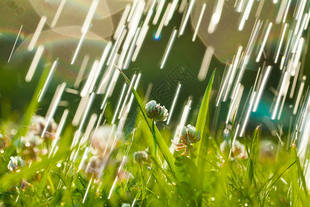 艺术春天自然绿色背景三叶草花和雨滴图片