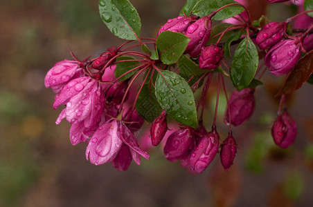 苹果树枝有粉红花模糊的自然背景缝背景图片