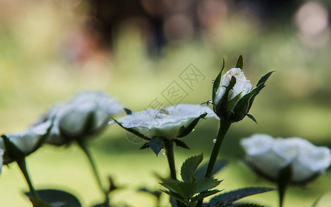 白玫瑰花上面有一滴水在开背景图片
