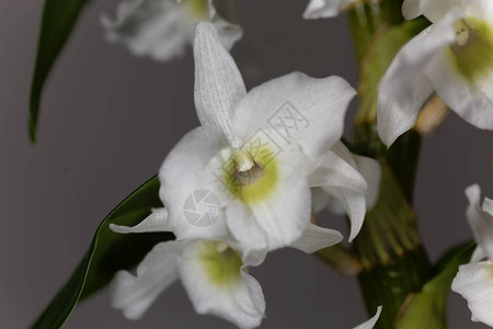 石斛兰花的白花图片