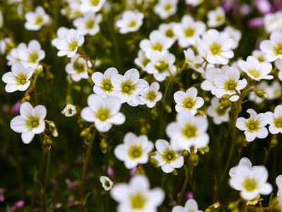 Saxifragabryoides白色盛开的花朵图片