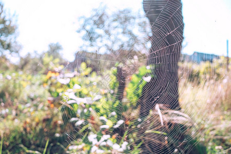 自然背景下的蜘蛛网或蜘蛛网图片