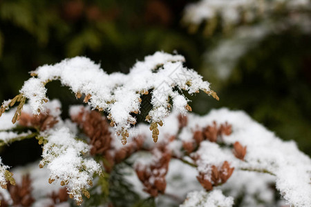 下雪的Fir树枝关图片