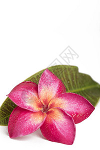 白色背景上带水滴和绿叶的单粉色素馨花或鸡蛋花垂直组图片